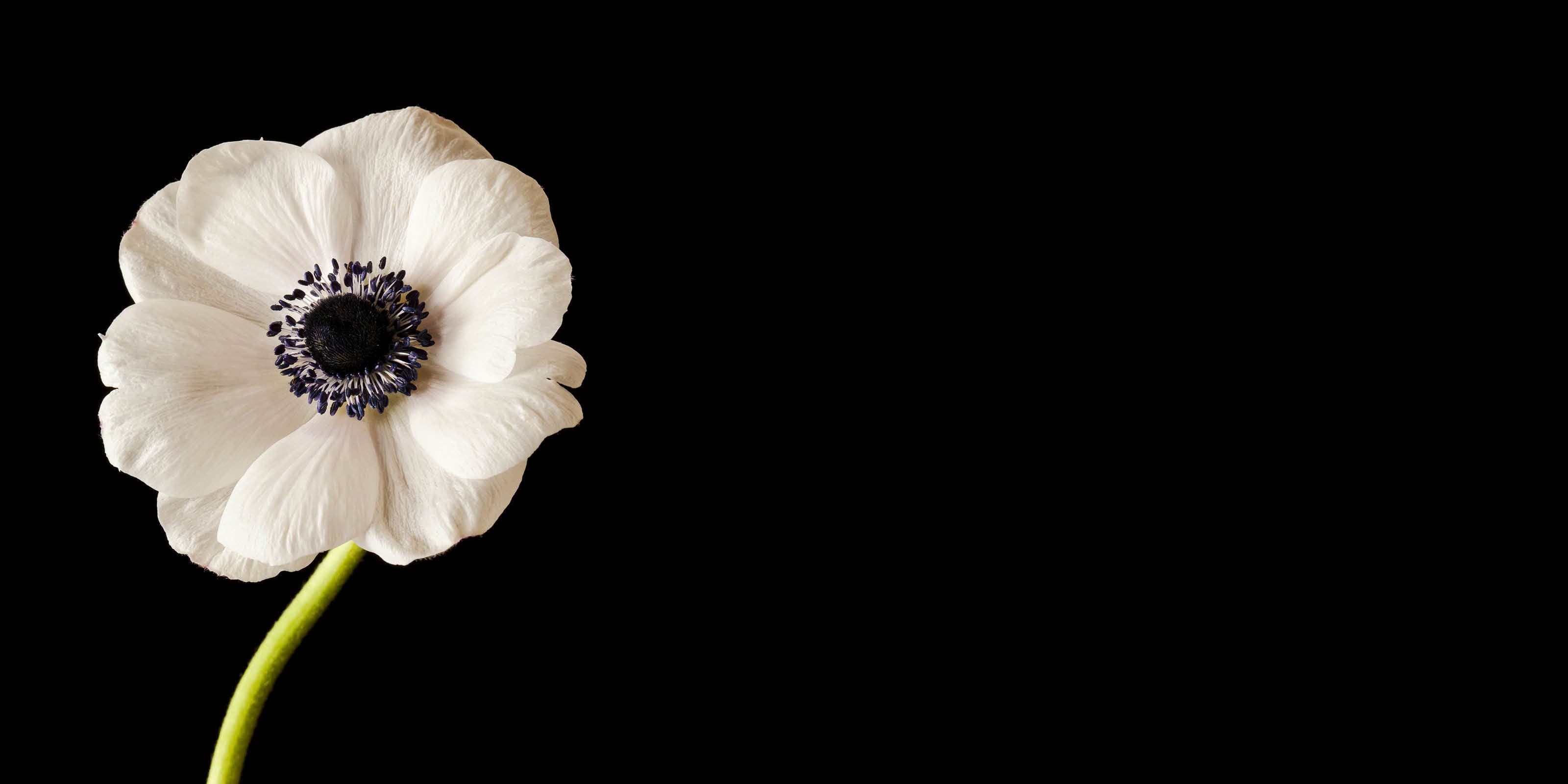 Anemone Flower on Black Backdrop - DBAndrea